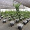 Pesquisa estimula plantas cítricas a se adaptarem à seca