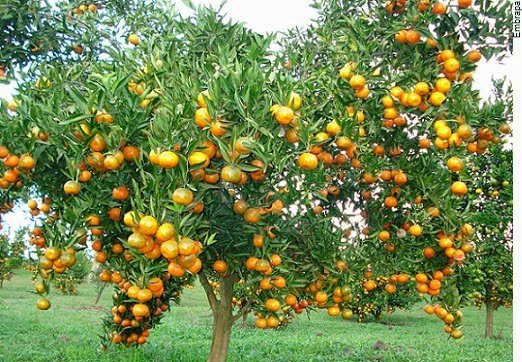 “GEB” Cidade do Maranhão onde o MP descobre vários laranjas