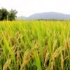 Produtores de arroz do RS questionam lei que institui o Programa de Regularização Tributária Rural