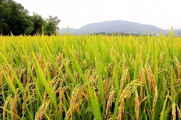 Produtores de arroz do RS questionam lei que institui o Programa de Regularização Tributária Rural