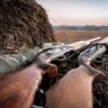 Propostas de senadores alteram legislação sobre armas de fogo