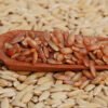 Estudo indica cultivares de arroz vermelho e preto com maior atividade antioxidante