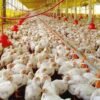 México amplia cota livre de taxação para importar frango brasileiro