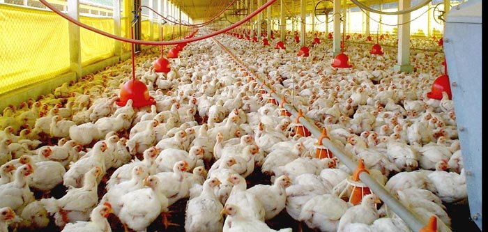 México amplia cota livre de taxação para importar frango brasileiro