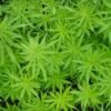 Anvisa aprova a realização de consultas públicas sobre requisitos para o cultivo da maconha para uso medicinal