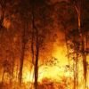 Queimadas da Floresta Amazônica no Pará foi comandada pelo Whatsapp