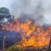 Queimador da Floresta no Amazonas é multado e deve pagar R$ 6 milhões