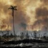 Brasil: Defensores da floresta na mira de redes criminosas