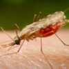 Pesquisa identifica composto com potencial para tratamento da malária