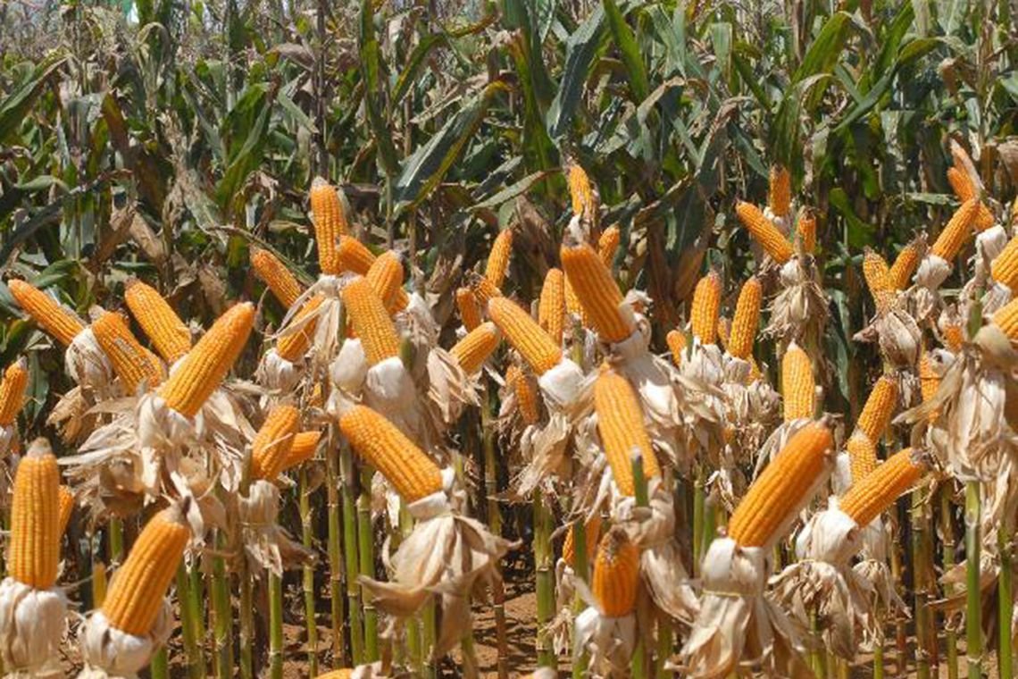 Em agosto, IBGE prevê alta de 5,9% na safra de grãos de 2019