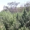PF erradica 248 mil pés de maconha no sertão pernambucano