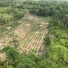 Polícia Federal descobre roça de maconha e destrói 1 tonelada da droga pronta para consumo, entre Pará e Maranhão