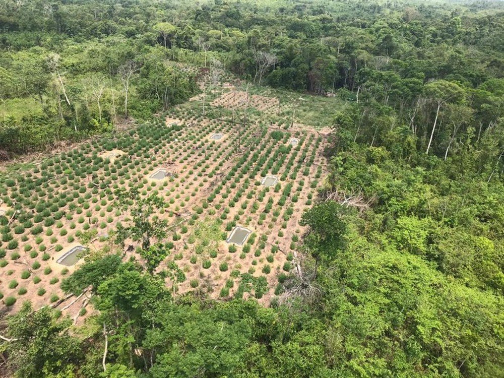 Polícia Federal descobre roça de maconha e destrói 1 tonelada da droga pronta para consumo, entre Pará e Maranhão