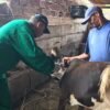 Campanha de Vacinação contra a Febre Aftosa é prorrogada no Maranhão