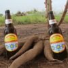 A cerveja de mandioca já gerou cerca de 3,6 mil empregos no Maranhão