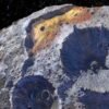 NASA e SpaceX vão trabalhar em conjunto para análise Asteróide formado por Ouro