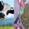 Boi engole R$ 1,500 e dono abate animal para recuperar dinheiro