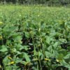 Embrapa Meio-Norte (PI), adubação racional eleva a qualidade nutricional e a produtividade do feijão-de-corda