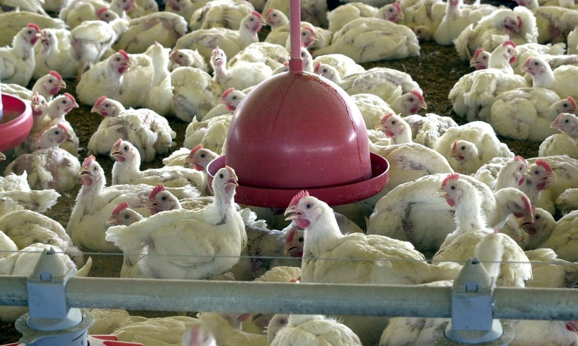 Abate de frangos cresce no país no primeiro trimestre