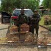 PMMA APREENDE PÁSSAROS SILVESTRES NA REGIÃO METROPOLITANA DE SÃO LUÍS-MA