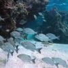 Ambientalistas e parlamentares defendem aprovação da Lei do Mar