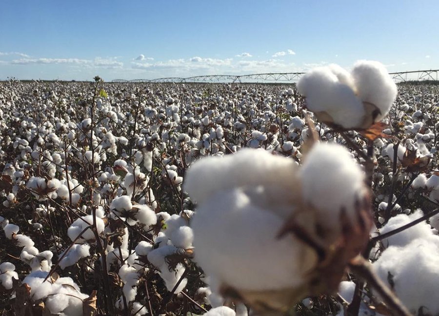 Ciência e parcerias fazem renascer a produção de algodão no Ceará