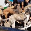 POLÍCIA CIVIL DE COLINAS RESGATA CACHORROS EM SITUAÇÃO DE MAUS-TRATOS E APREENDE ARMA DE FOGO