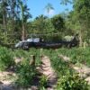 PF promove erradicação de mais de 350 mil pés de maconha no Maranhão