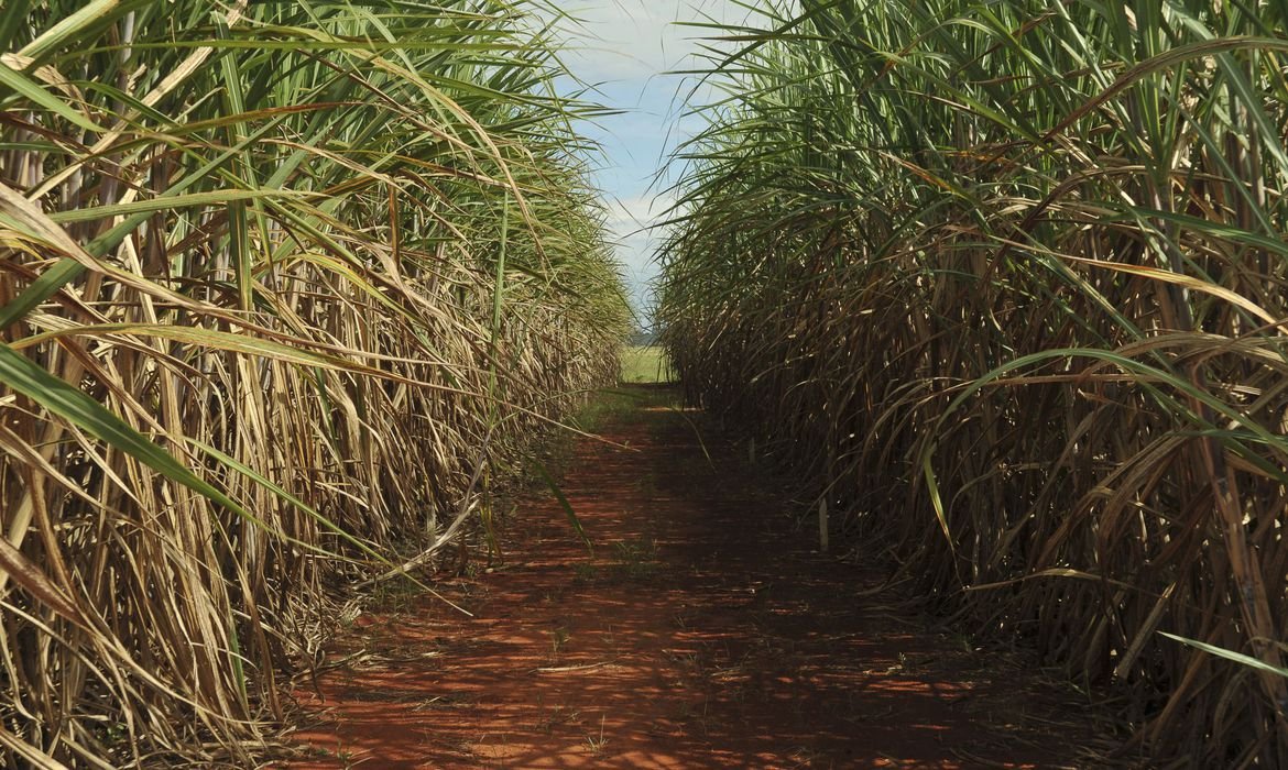Brasil terá cota adicional na exportação de açúcar aos EUA