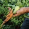 Pará e Amazonas recebem recursos para o Programa de Aquisição de Alimentos para incentivo da agricultura familiar nos estados