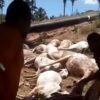 Tubulação de gás aberta pela empresa CCG Construções mata 24 gados em Santo Antônio dos Lopes – MA