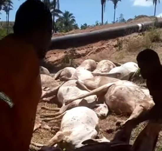 Tubulação de gás aberta pela empresa CCG Construções mata 24 gados em Santo Antônio dos Lopes – MA