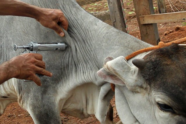 Brasil – Brasil70 milhões de animais devem ser vacinados contra febre aftosa em novembro
