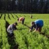 Garantia-Safra 2020/2021: Ministério da Agricultura abre prazo para agricultores familiares