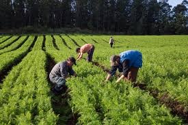Garantia-Safra 2020/2021: Ministério da Agricultura abre prazo para agricultores familiares