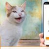 O app que promete traduzir o miado do seu gato