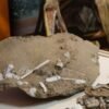 Cientistas esclarecem origem dos pterossauros