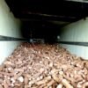 Produtores de mandioca de Gonçalves Dias vendem direto para a AMBEV, por meio da secretaria de agricultura