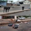 “Blog do Pedro Jorge detona” Prefeito Tema derrotado nas urnas abandona o município de Tuntum