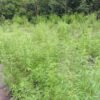 Polícia destrói plantação de 2 mil pés de maconha no Maranhão