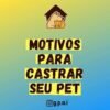 Imperatriz – ONG realiza campanha para castrar, animais, animais  abandonados