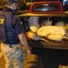 PRF apreende tatus mortos e 3.500 kg de queijo transportados de forma irregular em Caxias MA