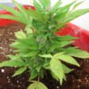 STJ: Plantio de maconha para uso pessoal não é crime