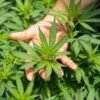 Medicação à base de Cannabis