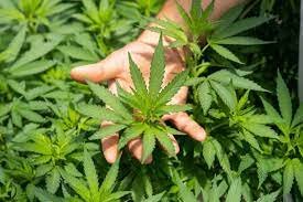 Medicação à base de Cannabis