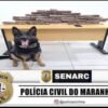 POLÍCIA CIVIL PRENDE DUAS MULHERES TRANSPORTANDO 22KG DE MACONHA