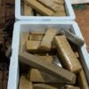 RESPONSÁVEIS POR 400 KG DE MACONHA APREENDIDOS EM FEVEREIRO, SÃO PRESOS