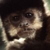 ‘varíola dos macacos’