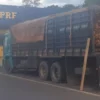 PRF apreende caminhão carregadeo de madeira transportada de forma ilegal em Codó