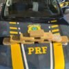 Passageiros de ônibus são flagrados transportando 10 tabletes de pasta base de cocaína em Açailândia